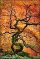 Red Dragon Weeping Lace Leaf Japanese Maple 2 - Year Live Plant