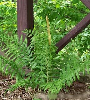 Greenwood Nursery: Live Perennial Plants - Cinnamon Fern + Osmundastrum Cinnamomeum - [Qty: 10x Pint Pots] - (Click for Other Available Plants/Quantities)