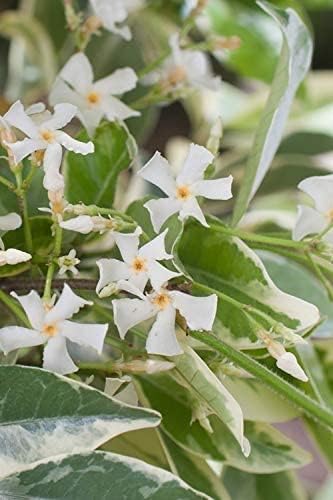 Confederate Jasmine Variegated - 30 Live Plants - Trachelospermum Jasminoides Variegatum - Fragrant Blooming Evergreen Vine
