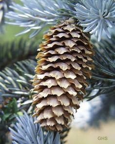 Hoopsii Colorado Blue Spruce - 2 Year Live Plant, Vibrant Blue Foliage, 3" Pot