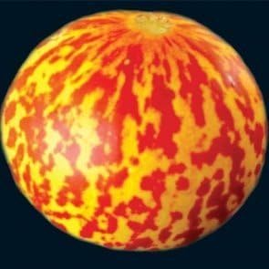 Rare Tigger Melon 30 Seeds - Heirloom - Delicious -Easy--Buy from USA with "Seeds and Things" NOT CHINA with Evening Primrose