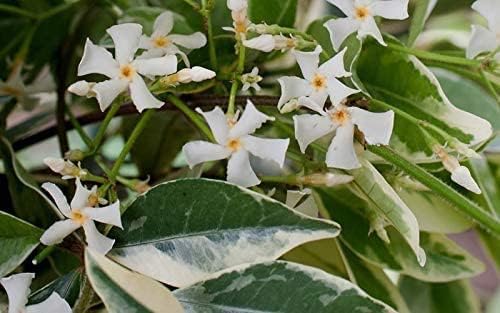 Confederate Jasmine Variegated - 30 Live Plants - Trachelospermum Jasminoides Variegatum - Fragrant Blooming Evergreen Vine
