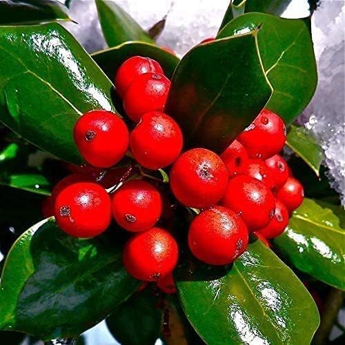 Dwarf Burford Holly - 10 Live Plants - Ilex Burfordi Evergreen Hedge Red Berries Tree Shrub