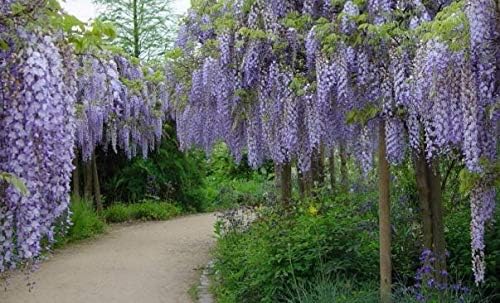 25pcs Wisteria Seeds Flowered Wisteria Seeds Potted seedlings Climbing Plants Hanging Flower Seeds Forest Seeds