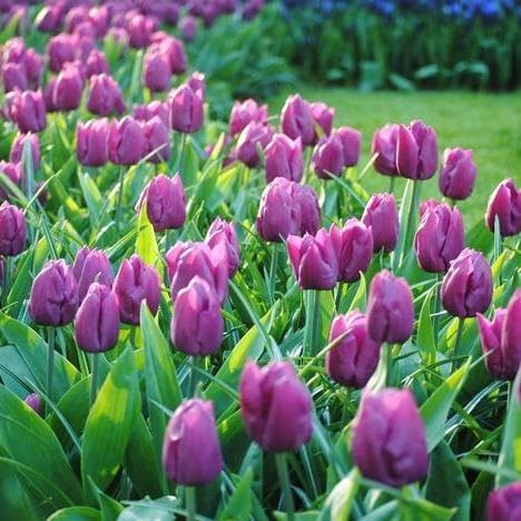 Purple Prince Tulip Bulbs – 30 Bulbs Easy Grow Perennial Tulips | Vibrant Early Spring Blooms | Fall Planting | Excellent for Cutting & Garden Borders