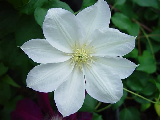 Candida Clematis Vine - 10 Live Plants in 4 Inch Growers Pots - Clematis 'Candida' - 2 Years Old Ready to Be Planted - Bold and Beautiful Purple Flowering Vine