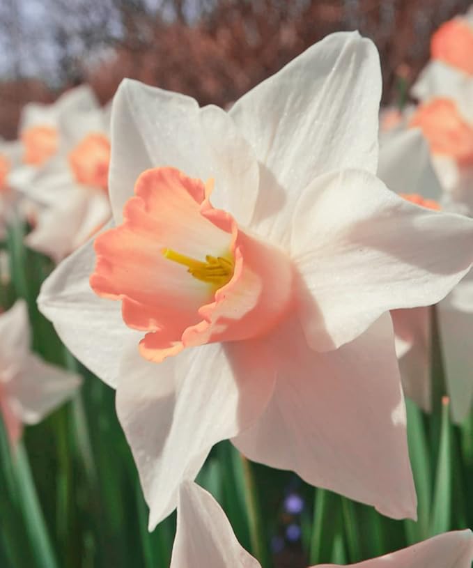 Pink & White Dutch Daffodil Flowers – 6 Bulbs + Bonus Hummingbird Feeder | Large Cupped Perennials - Spring Bloom | Hardy in Zones 3–8 | Butterfly & Bee Attracting-Deer Resistant
