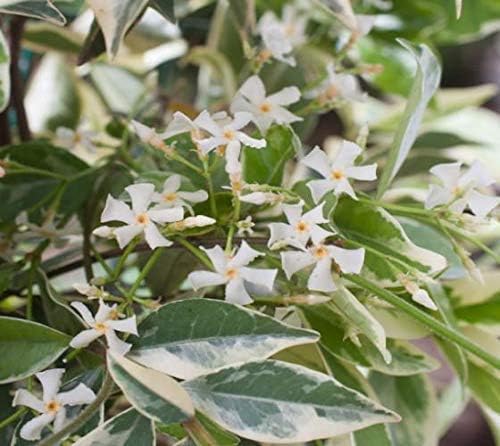 Confederate Jasmine Variegated - 10 Live Plants - Trachelospermum Jasminoides Variegatum - Fragrant Blooming Evergreen Vine