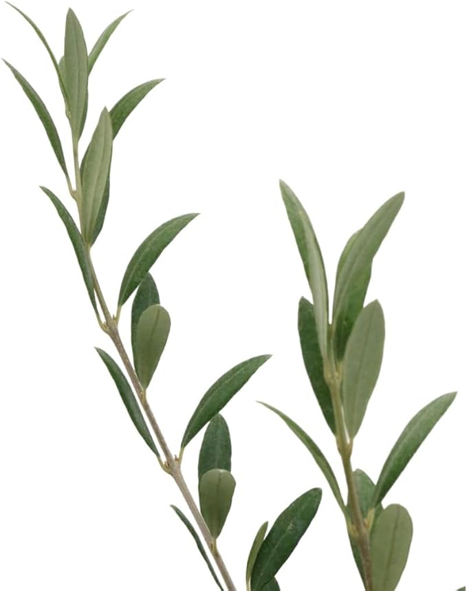 American Plant Exchange Arbequina Olive Tree – Live 5-Inch Pot, Fruit Bearing Tree, Cold Hardy Edible Variety for Containers, Patios, and Mediterranean-Inspired Gardens