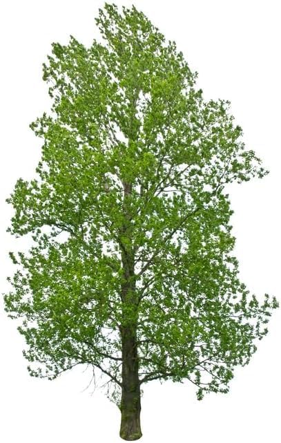 Hybrid Poplar Tree Seedlings for Planting - Fast Growing Privacy and Shade Trees (2 Trees)