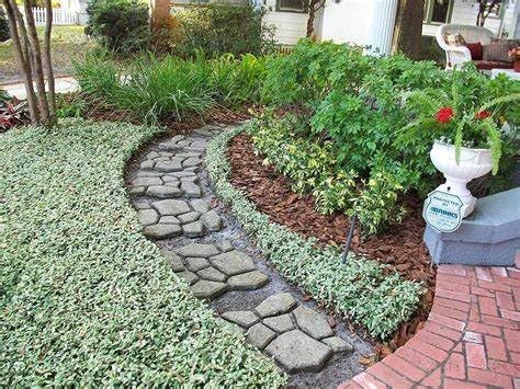Jasmine Asiatic Variegated Plants | 3 Live 4 Inch Pots | Trachelospermum Asiaticum 'Variegata' | Fragrant Ground Cover | Evergreen Vine