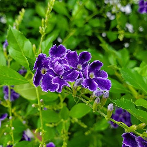 Tropical Plants of Florida - Duranta Sapphire Showers - Flowering Bush Plant - Overall Height 22" to 26" (Plant Only)
