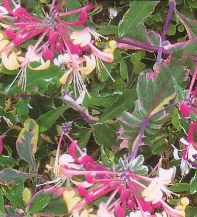 Harlequin Variegated Honeysuckle Vine - Lonicera - 2.5" Pot