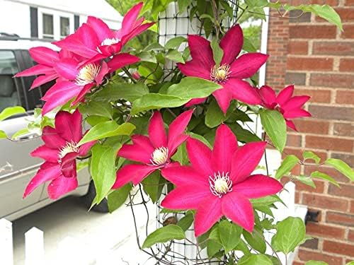 Clematis Cardinal Wyszynski Vine - 10 Live Plants in 4 Inch Growers Pots - Clematis 'Cardinal Wyszynski' - 2 Years Old Ready to Be Planted - Bold and Beautiful Crimson Flowering Vine