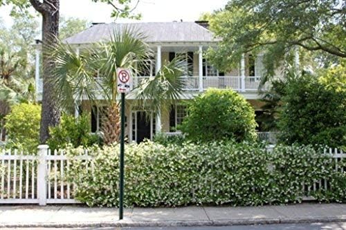 New Life Nursery & Garden 'Confederate Jasmine Vine, Trade Gallon Pot