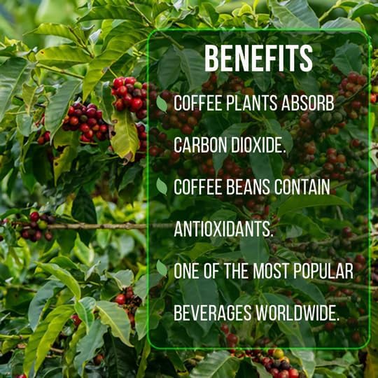 Coffee Plant Arabica Real Live Plant for Sale (12 Pack) | Coffee Lover's Dream | Easy to Grow Live for Planting | Grow Your Own Food on Your Edible Organic Garden |