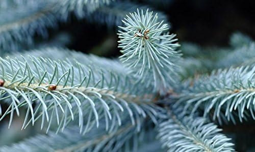 Hoopsii Colorado Blue Spruce - 2 Year Live Plant, Vibrant Blue Foliage, 3" Pot