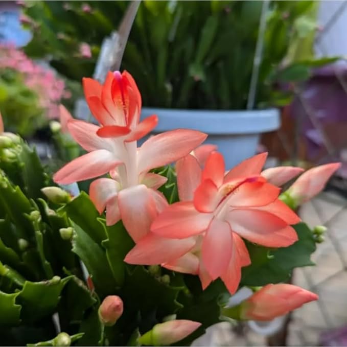 Salmon Christmas Cactus Plants Live, Thanksgiving Cactus Easter Cactus Plants Live, Well-Rooted Cold Hardy, Holiday Cactus for Indoor Outdoor Planting, 4-8 Inc Tall, Starter Tree