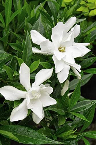 Frost Proof Gardenia (Cape Jasmine) - Trade Gallon