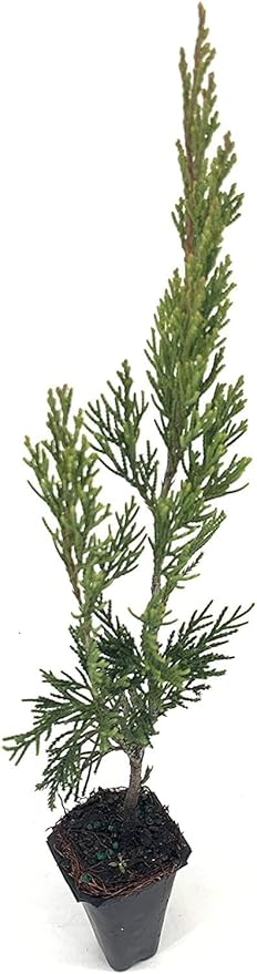 Spartan Juniper | 3 Live Trees | Juniperus Chinensis | Evergreen Privacy Screening Plant