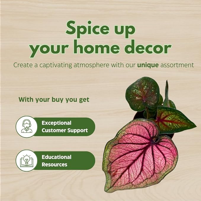 BubbleBlooms Caladium Assortment in 2 inch Pots Set of 3