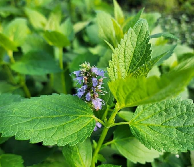Greenwood Nursery: Live Perennial Plants - Agastache Blue Fortune + Giant Hyssop - [Qty: 3X Pint Pots] - (Click for Other Available Plants/Quantities)