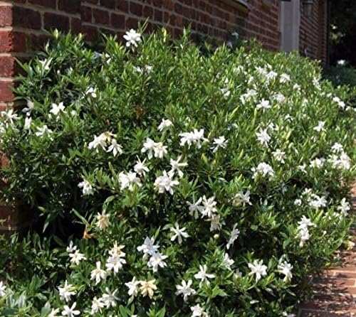 Frost Proof Gardenia (Cape Jasmine) - Trade Gallon
