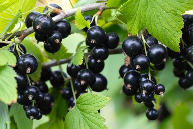 Black Currant Seedlings for Planting - Rooted and Ready to Plant (1 Seedling)