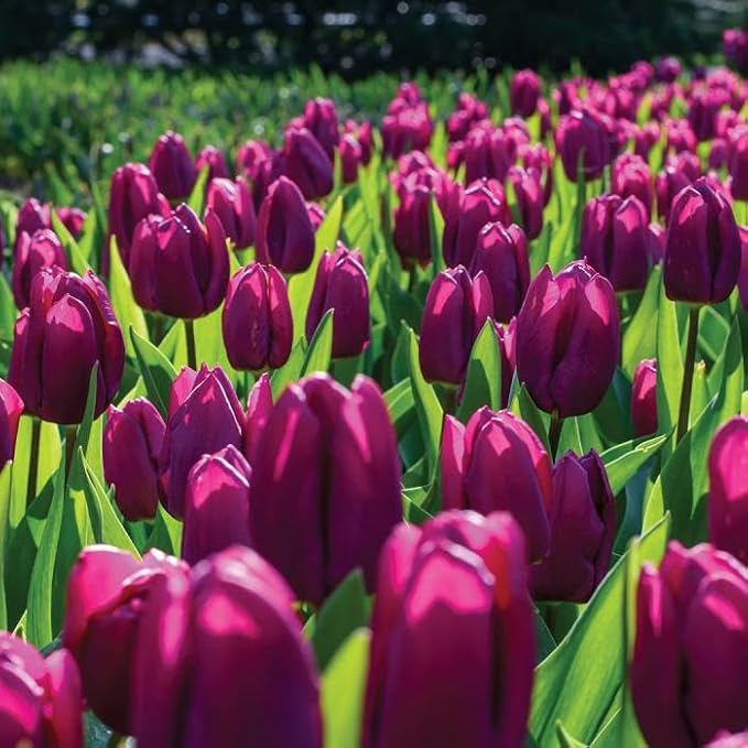 Purple Prince Tulip Bulbs – 30 Bulbs Easy Grow Perennial Tulips | Vibrant Early Spring Blooms | Fall Planting | Excellent for Cutting & Garden Borders