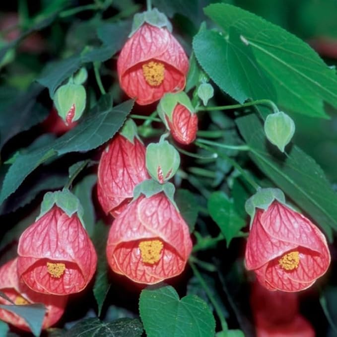 2 Abutilon Plants 5-9 Inches Tall - Lantern Trees Perfect for Enhancing Your Indoor and Outdoor Garden - Trailing Hanging Flower Vine (Mix Abutilon)