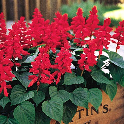 Park Seed Vista Fire-Engine Red Salvia Seeds, Early-Blooming Scarlet Sage with Intense Color and Heat Tolerance, Pollinator Friendly Compact Variety, Pack of 50