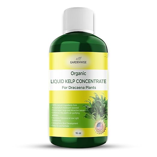 Liquid Kelp Fertilizer: Premium Dracaena Fertilizer - Plant Food for Dracaena - Organic Seaweed Fertilizer for Robust Growth (16 OZ)