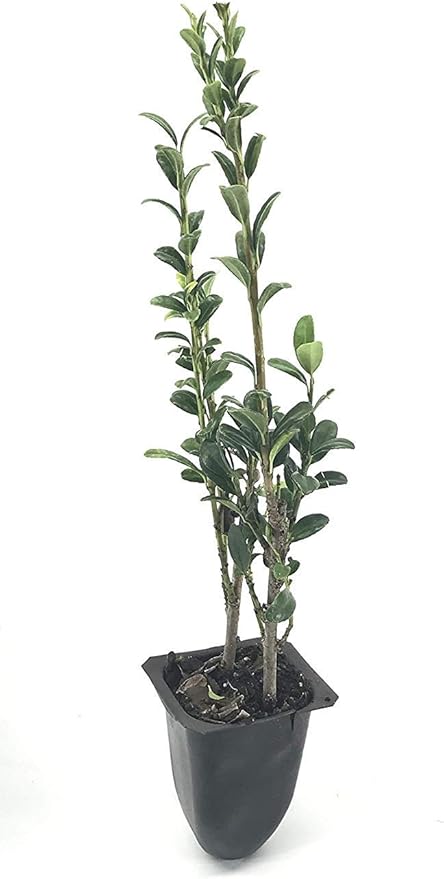 Sky Pencil Japanese Holly - 3 Live Plants - Ilex Crenata - Formal Low Maintenance Evergreen