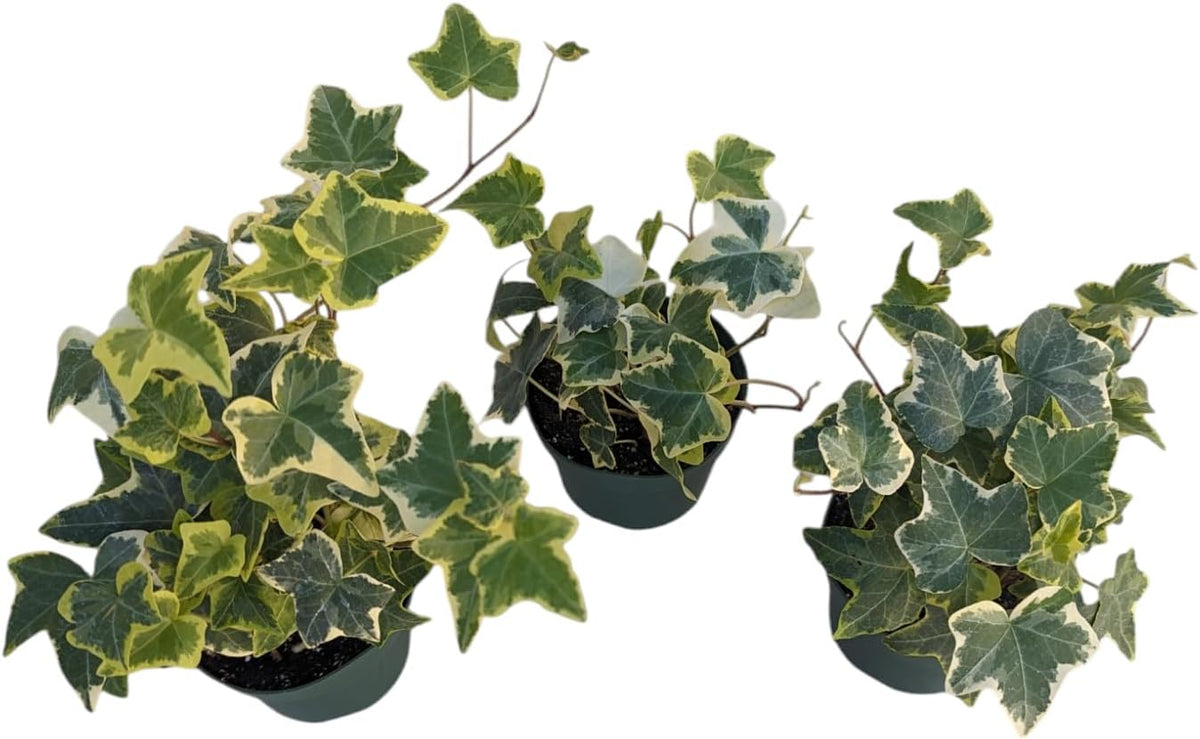 Gold Child English Ivy Plants, 3-Pack, 4" Pots