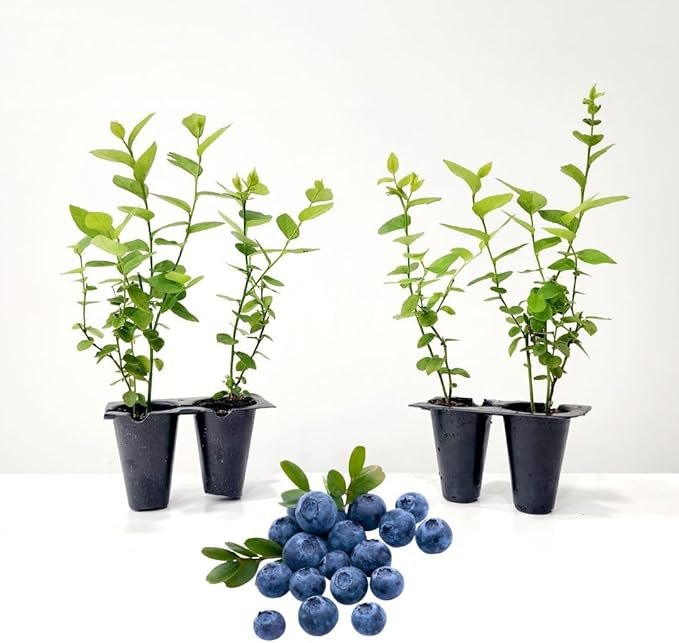 Pink Lemonade Blueberry (Emerald)