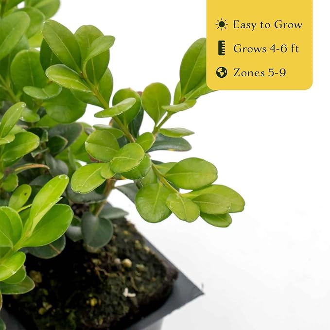 12 Winter Gem Boxwood in 2.5” Nursery Cubes (Buxus microphylla VAR. Japonica) | Evergreen Shrub for Hedges, Borders & Topiary | Ready-to-Plant Live Starter Plants
