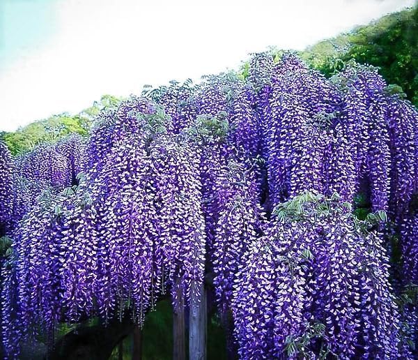 2 Blue Flowering Chinese Wisteria Vines - 6-12" Tall Live Plants - Wisteria Seedlings - Wisteria sinensis - (2 Pack)
