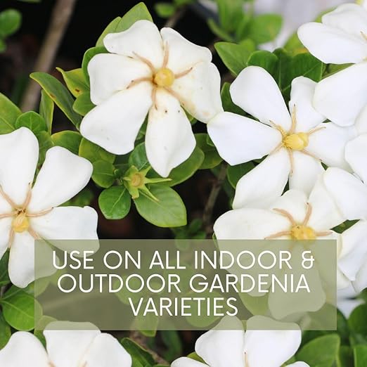 Lush Leaf | Plant Food (Gardenia)