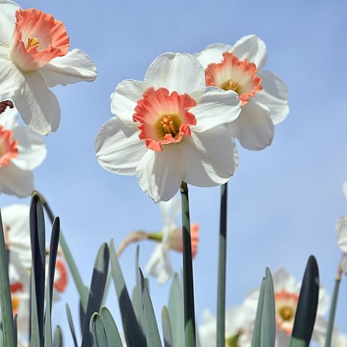 Pink & White Dutch Daffodil Flowers – 6 Bulbs + Bonus Hummingbird Feeder | Large Cupped Perennials - Spring Bloom | Hardy in Zones 3–8 | Butterfly & Bee Attracting-Deer Resistant