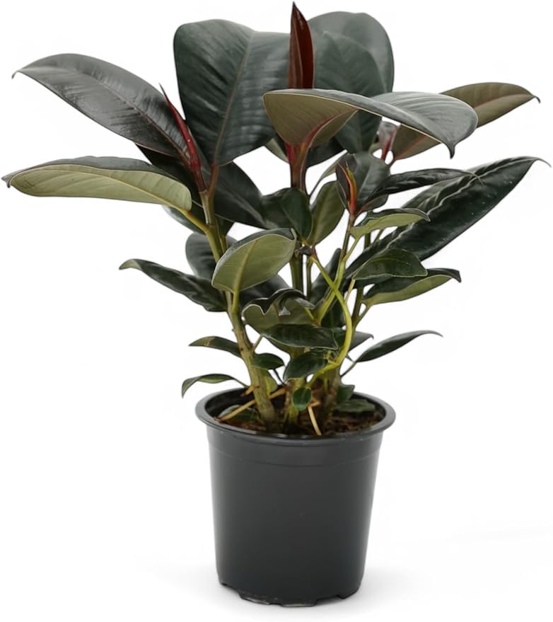 Ficus Tree Four Pack Indoor Plants Live Houseplants - Live Rubber Tree Plants Bundle Includes Ficus Burgundy, Ficus Tineke, Ficus Elastica, and Ficus Ruby