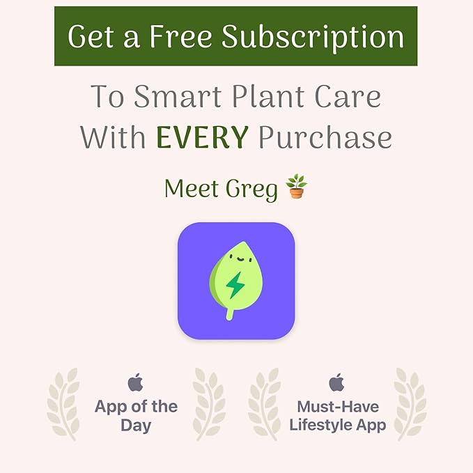 American Plant Exchange Arbequina Olive Tree – Live 5-Inch Pot, Fruit Bearing Tree, Cold Hardy Edible Variety for Containers, Patios, and Mediterranean-Inspired Gardens