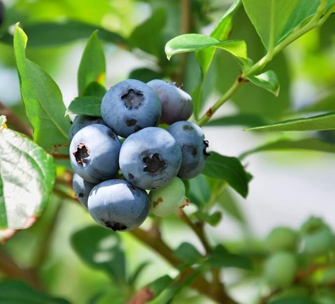 Mini Blues Blueberry Bush - Live Plant - (2.5 QT)