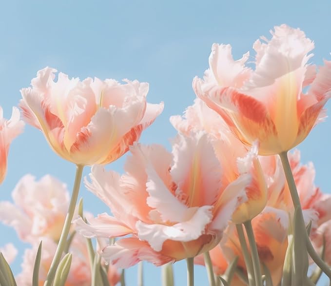 Bring Me Love Parrot Tulip Bulbs for Planting - Easy to Grow Perennial Flowers (5 Bulbs)