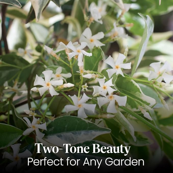 American Plant Exchange Variegated Confederate Jasmine – 6-Inch Pot – Live Fragrant Flowering Vine with Green and White Foliage for Hanging Baskets, Trellises, Patios & Outdoor Décor