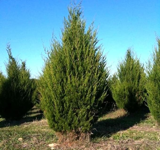 Cedar, Dogwood, Pine, Redwood, Spruce, Tree Seed by MySeeds.Co, You Choose The Color n Quantity (1 Pack, Eastern Red Cedar - Big Pack)