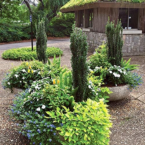 Perfect Plants Sky Pencil Holly Live Plant, 2-3', Includes Care Guide
