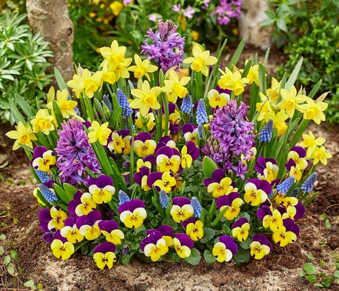 Best of Show Flower Garden Kit - Daffodil Bulb, Grape Muscari Bulb, Johnny Jump Up Pansies Seeds, Hyacinth Bulbs