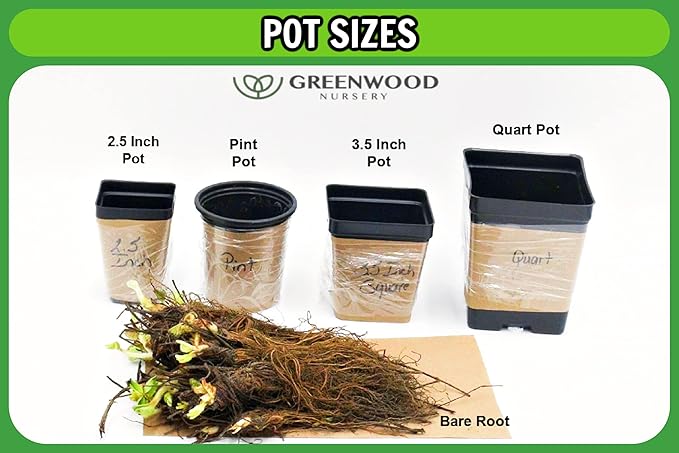 Greenwood Nursery: Live Perennial Plants - Shasta Daisy Becky + Leucanthemum Superbum - [Qty: 5X 3.5 Pots] - (Click for Other Available Plants/Quantities)