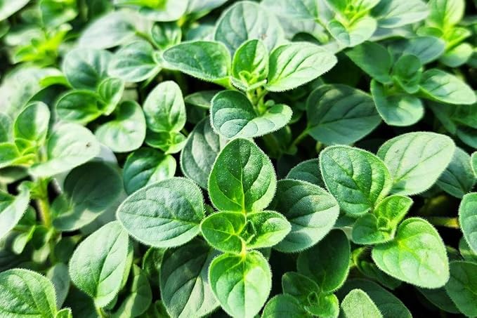 Greenwood Nursery: Live Perennial Plants - Oregano Hot and Spicy + Organum Vulgare - [Qty: 5X Pint Pots] - (Click for Other Available Plants/Quantities)