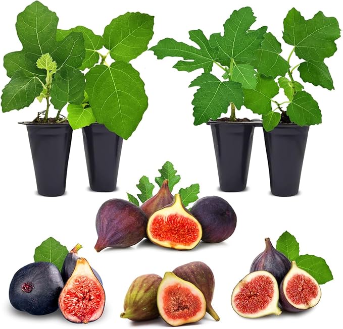 Fig Tree Collection (4 Pack) Edible Fruit Plant from Our Optimal Picks | Easy to Grow Plants for Sustainable Living | Grow Your own Food on Your Edible Organic Garden | Live for Planting | No Seeds